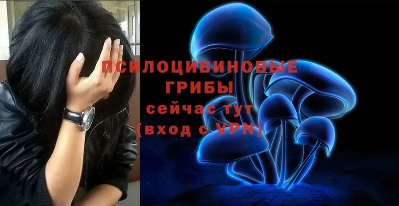 Псилоцибиновые грибы Psilocybe  Видное 